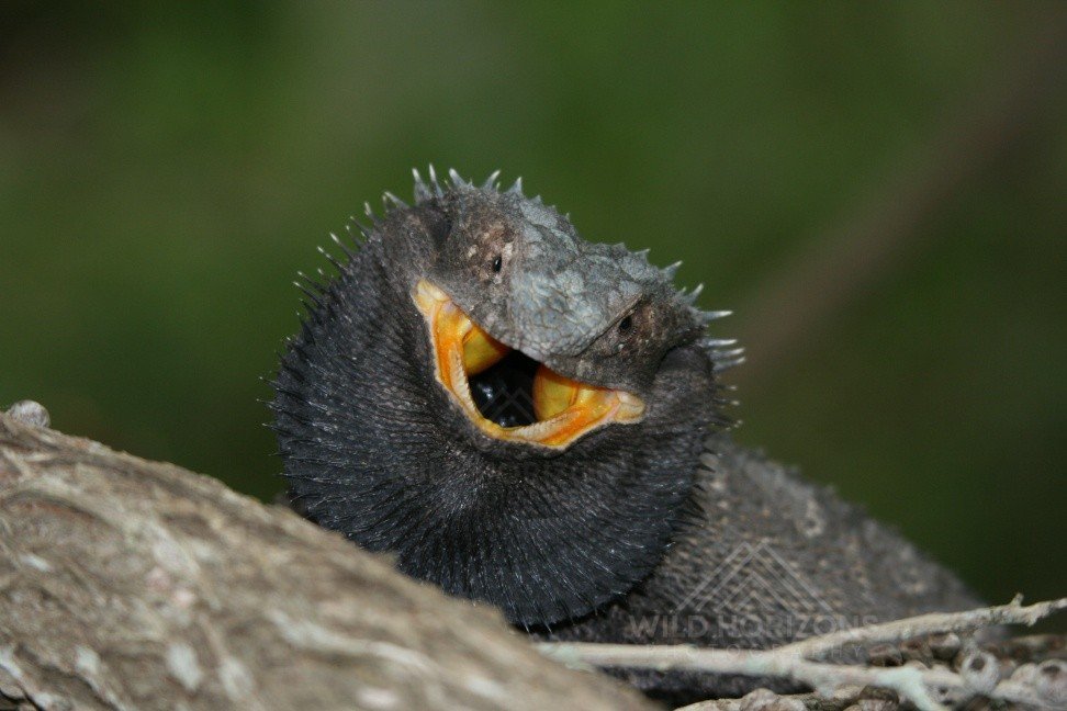 Frilled-neck Lizard with Fully Extended Frill. Katherine, Northern Territory, Australia.