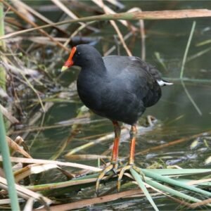 Dusky Moorhen Standing Among Reeds. Daly River Region, Northern Territory, Australia.