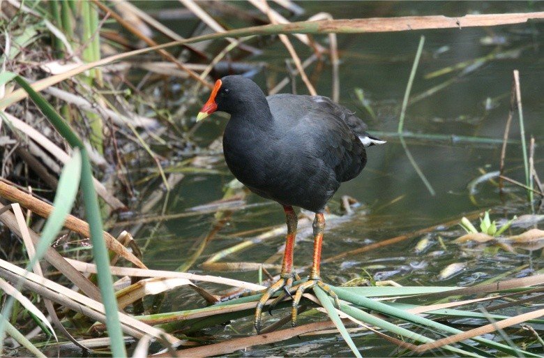 Dusky Moorhen Standing Among Reeds. Daly River Region, Northern Territory, Australia.