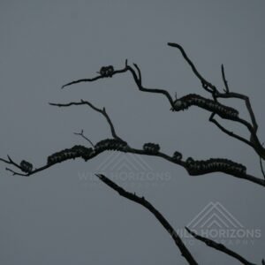 Little Pied Cormorants Roosting Together on Bare Branches. Karumba, Queensland, Australia.
