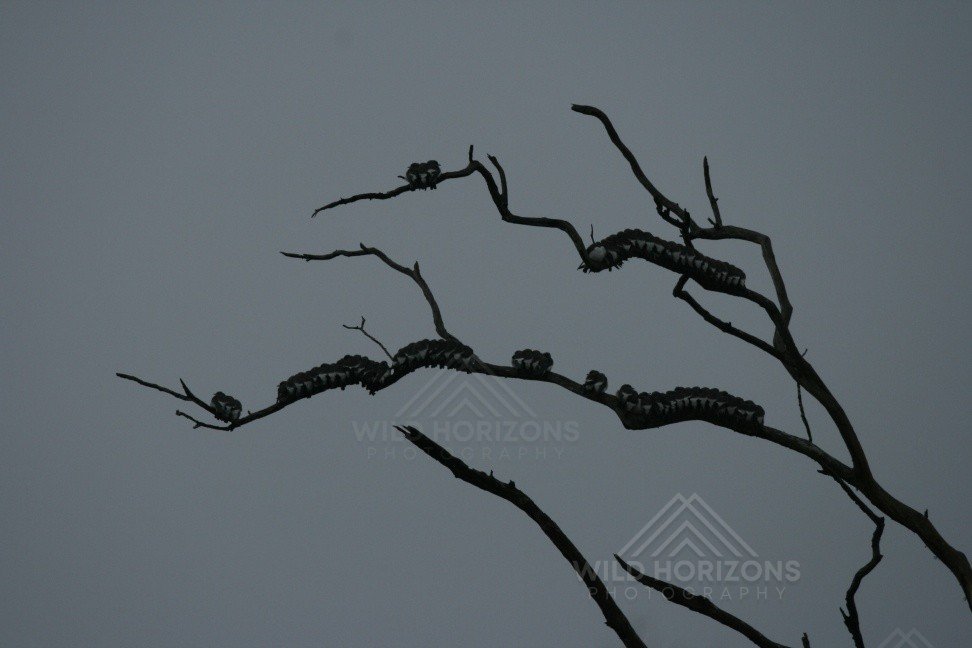 Little Pied Cormorants Roosting Together on Bare Branches. Karumba, Queensland, Australia.