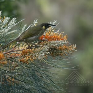 Brown honeyeater feeding among flowering grevillea shrubs. Katherine, Northern Territory, Australia.