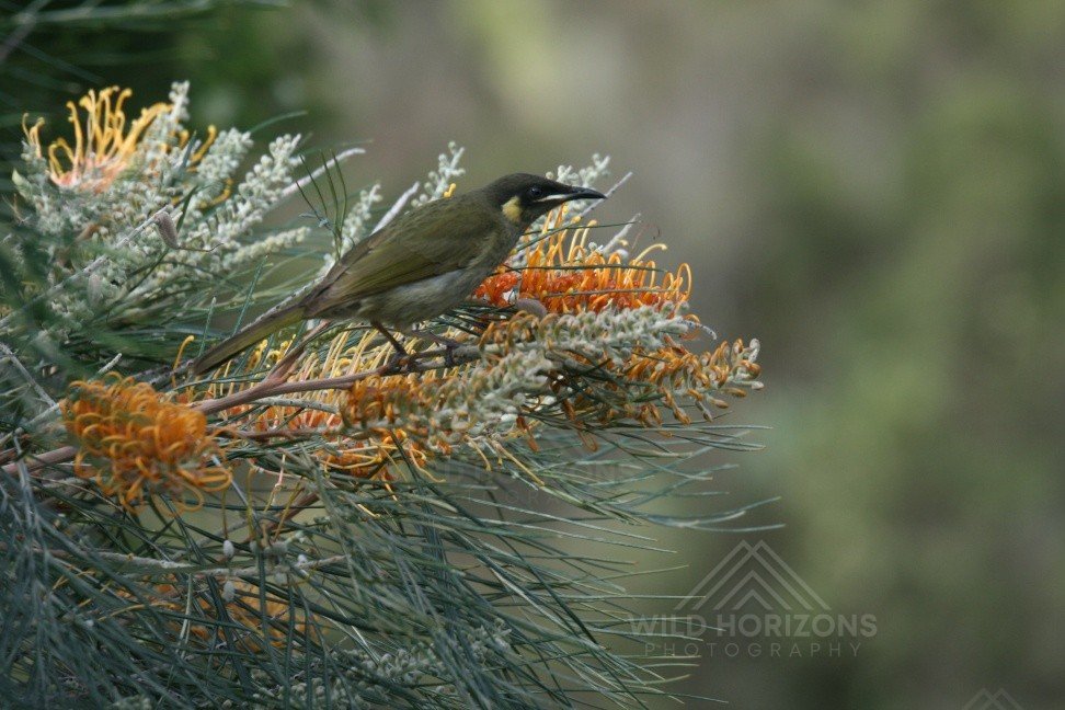 Brown honeyeater feeding among flowering grevillea shrubs. Katherine, Northern Territory, Australia.