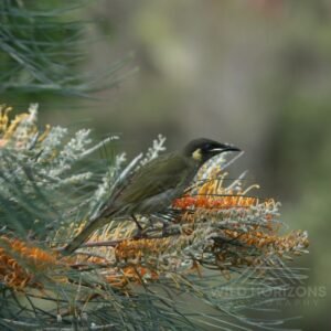 Brown honeyeater perched within flowering grevillea foliage. Katherine, Northern Territory, Australia.