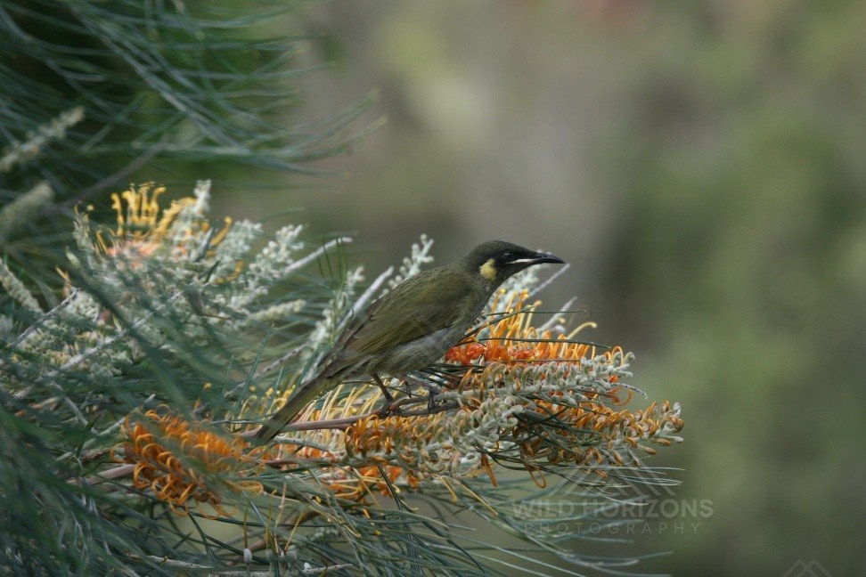 Brown honeyeater perched within flowering grevillea foliage. Katherine, Northern Territory, Australia.