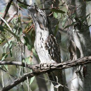 Tawny frogmouth camouflaged against eucalyptus branches. Pine Creek, Northern Territory, Australia.
