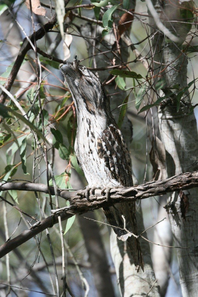 Tawny frogmouth camouflaged against eucalyptus branches. Pine Creek, Northern Territory, Australia.