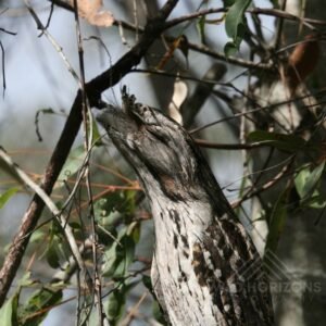 Tawny frogmouth roosting among tangled tree branches. Pine Creek, Northern Territory, Australia.
