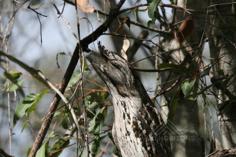 Tawny frogmouth roosting among tangled tree branches. Pine Creek, Northern Territory, Australia.