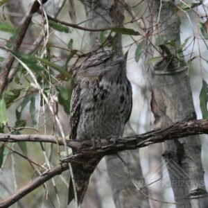 Tawny frogmouth perched on a horizontal branch in woodland. Pine Creek, Northern Territory, Australia.