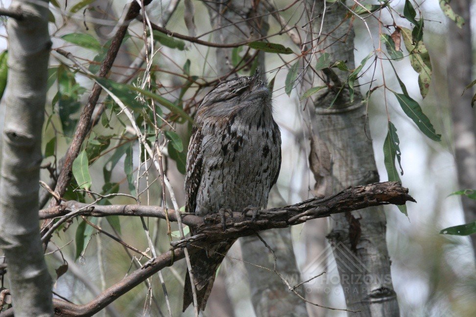 Tawny frogmouth perched on a horizontal branch in woodland. Pine Creek, Northern Territory, Australia.