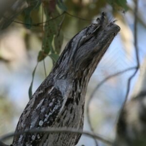 Tawny frogmouth camouflaged against eucalyptus trunk. Daly Waters, Northern Territory, Australia.