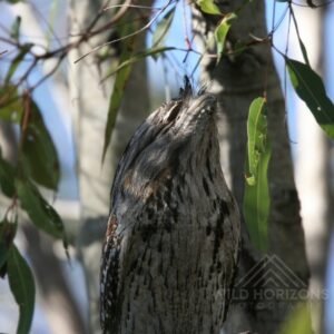 Tawny frogmouth roosting vertically among eucalyptus branches. Daly Waters, Northern Territory, Australia.