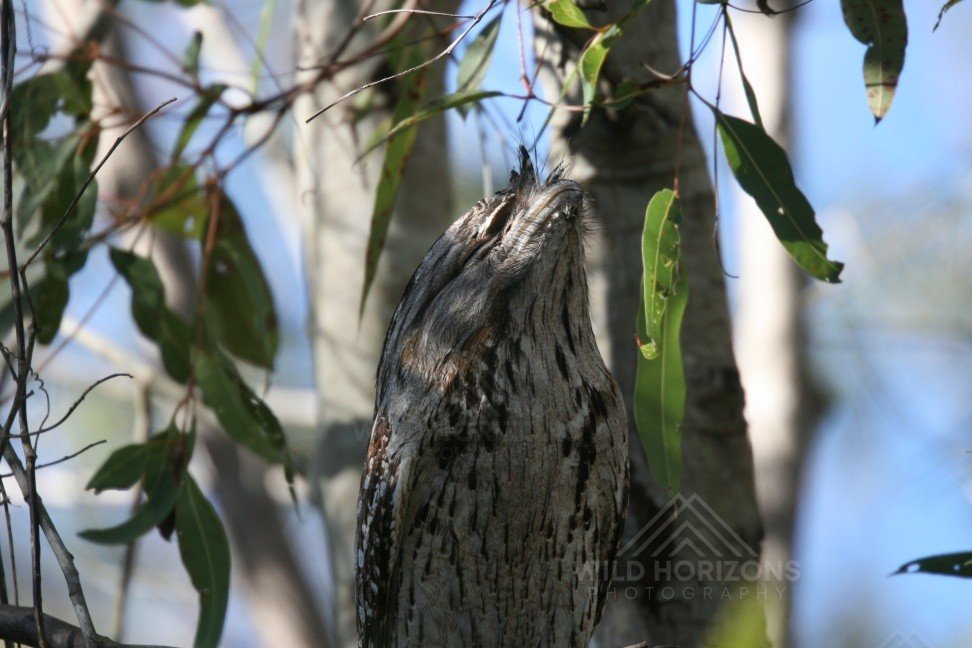 Tawny frogmouth roosting vertically among eucalyptus branches. Daly Waters, Northern Territory, Australia.