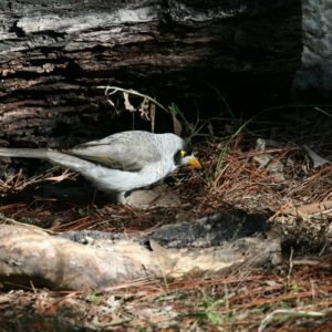 Noisy miner foraging on leaf litter in open woodland. Timber Creek, Northern Territory, Australia.