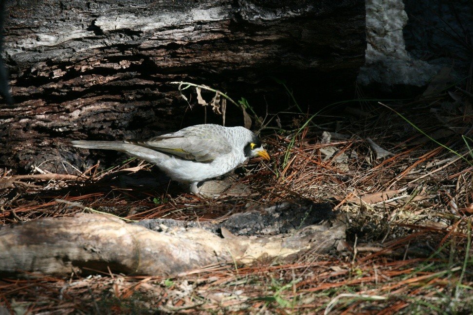 Noisy miner foraging on leaf litter in open woodland. Timber Creek, Northern Territory, Australia.