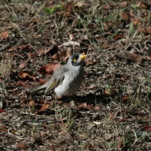Noisy miner standing alert on open woodland ground. Timber Creek, Northern Territory, Australia.