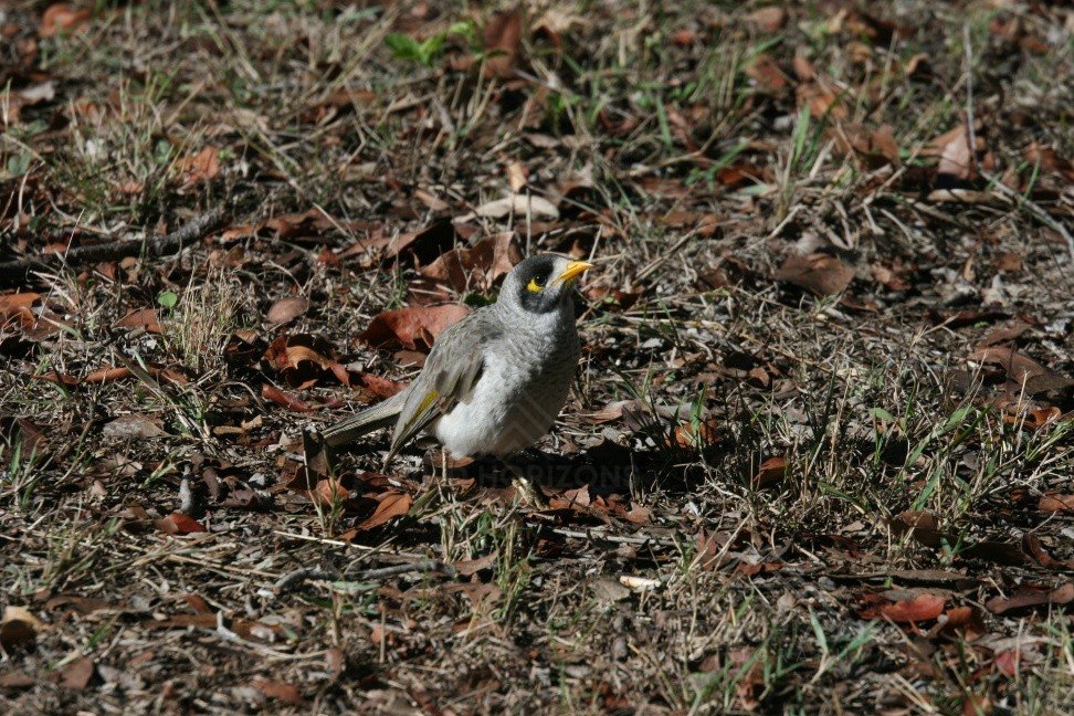 Noisy miner standing alert on open woodland ground. Timber Creek, Northern Territory, Australia.