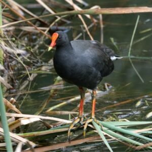 Dusky Moorhen in Wetland Vegetation. Daly River Region, Northern Territory, Australia.