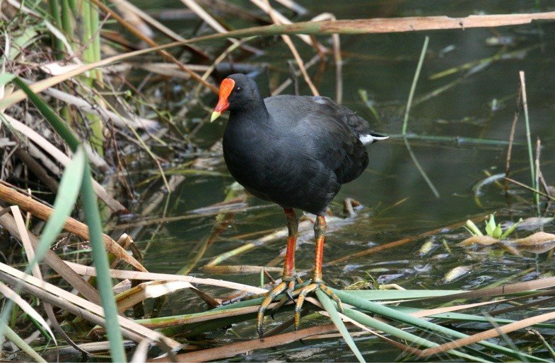 Dusky Moorhen in Wetland Vegetation. Daly River Region, Northern Territory, Australia.