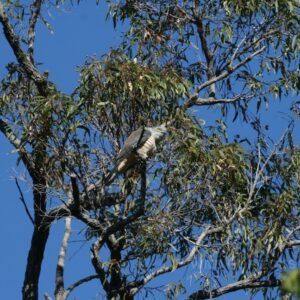 Collared sparrowhawk perched in open woodland canopy. Timber Creek, Northern Territory, Australia.