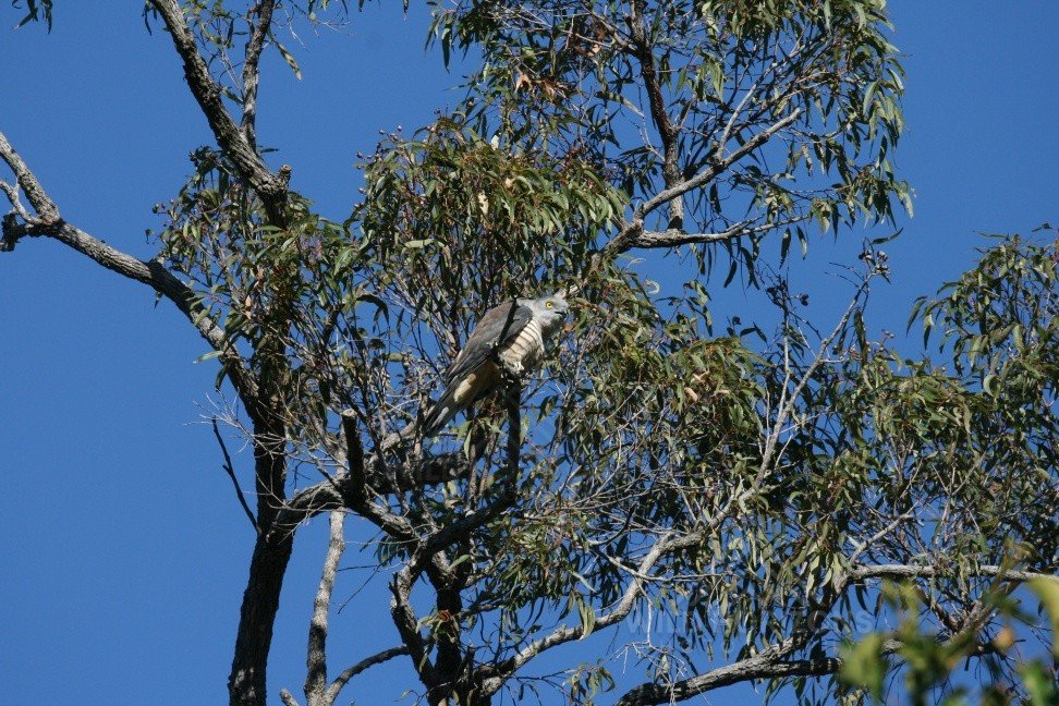 Collared sparrowhawk perched in open woodland canopy. Timber Creek, Northern Territory, Australia.