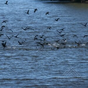 Little black cormorants lifting off from inland waters during group feeding. Tennant Creek, Northern Territory, Australia.