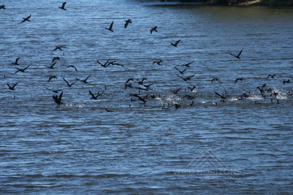 Little black cormorants lifting off from inland waters during group feeding. Tennant Creek, Northern Territory, Australia.