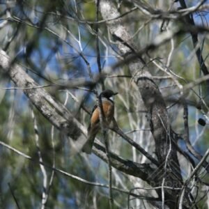 Tawny frogmouth roosting vertically among dense woodland branches. Pine Creek, Northern Territory, Australia.