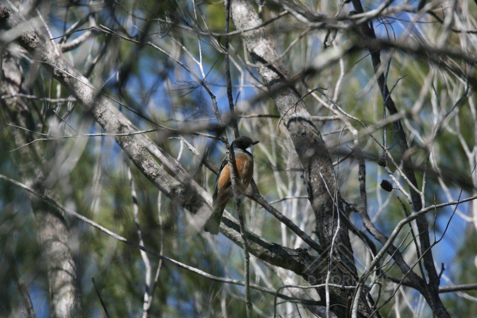 Tawny frogmouth roosting vertically among dense woodland branches. Pine Creek, Northern Territory, Australia.