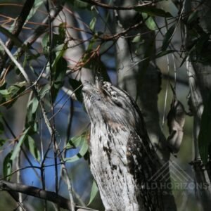 Tawny frogmouth camouflaged against eucalyptus trunks in woodland. Pine Creek, Northern Territory, Australia.