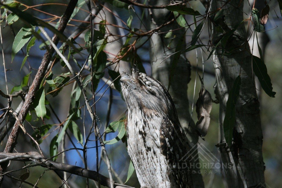 Tawny frogmouth camouflaged against eucalyptus trunks in woodland. Pine Creek, Northern Territory, Australia.