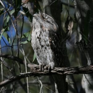 Tawny frogmouth perched quietly on a horizontal branch. Pine Creek, Northern Territory, Australia.
