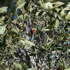 Male scarlet honeyeater feeding among flowering eucalyptus branches. Timber Creek, Northern Territory, Australia.