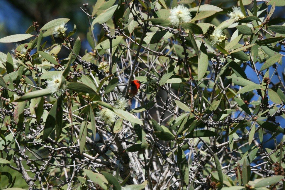 Male scarlet honeyeater feeding among flowering eucalyptus branches. Timber Creek, Northern Territory, Australia.
