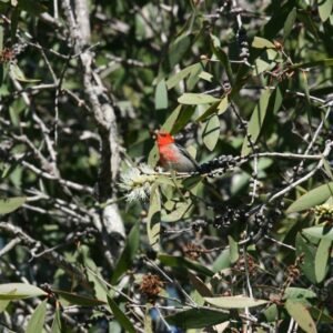 Male scarlet honeyeater perched within dense eucalyptus foliage. Timber Creek, Northern Territory, Australia.