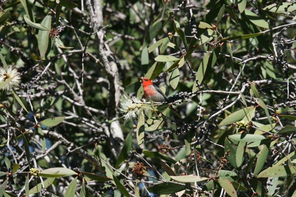 Male scarlet honeyeater perched within dense eucalyptus foliage. Timber Creek, Northern Territory, Australia.