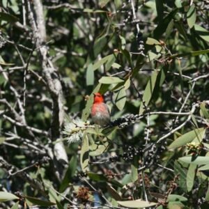 Male scarlet honeyeater feeding among flowering eucalyptus branches. Timber Creek, Northern Territory, Australia.