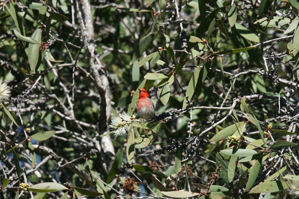 Male scarlet honeyeater feeding among flowering eucalyptus branches. Timber Creek, Northern Territory, Australia.