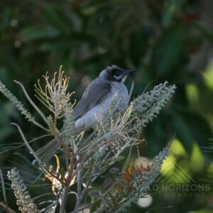 Grey fantail perched on flowering grevillea in native bushland. Katherine, Northern Territory, Australia.