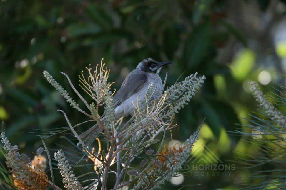 Grey fantail perched on flowering grevillea in native bushland. Katherine, Northern Territory, Australia.