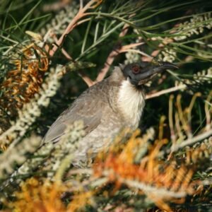 Little friarbird feeding among banksia blooms in woodland. Katherine, Northern Territory, Australia.