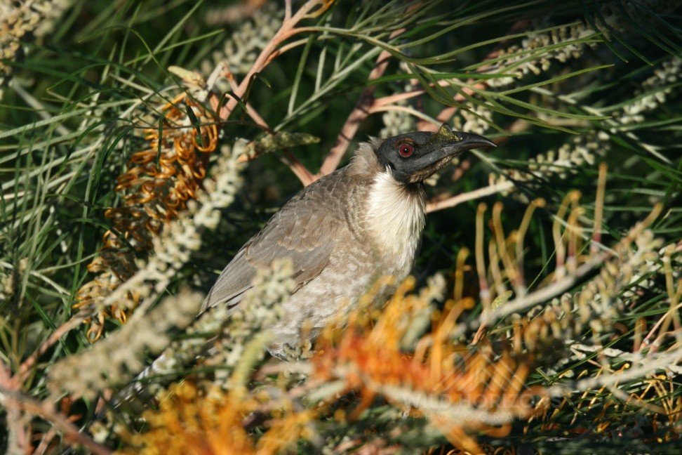 Little friarbird feeding among banksia blooms in woodland. Katherine, Northern Territory, Australia.