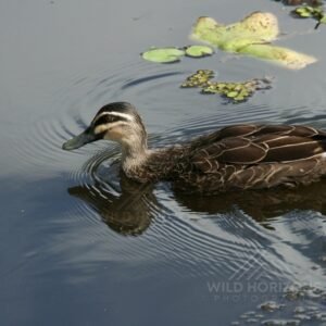 Pacific Black Duck on a Lily-Filled Billabong. Katherine, Northern Territory, Australia.