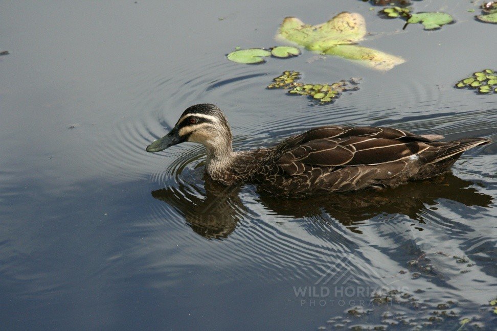 Pacific Black Duck on a Lily-Filled Billabong. Katherine, Northern Territory, Australia.