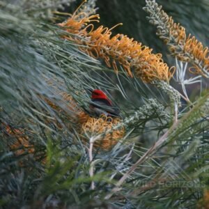 Male scarlet honeyeater perched on flowering grevillea branch. Timber Creek, Northern Territory, Australia.