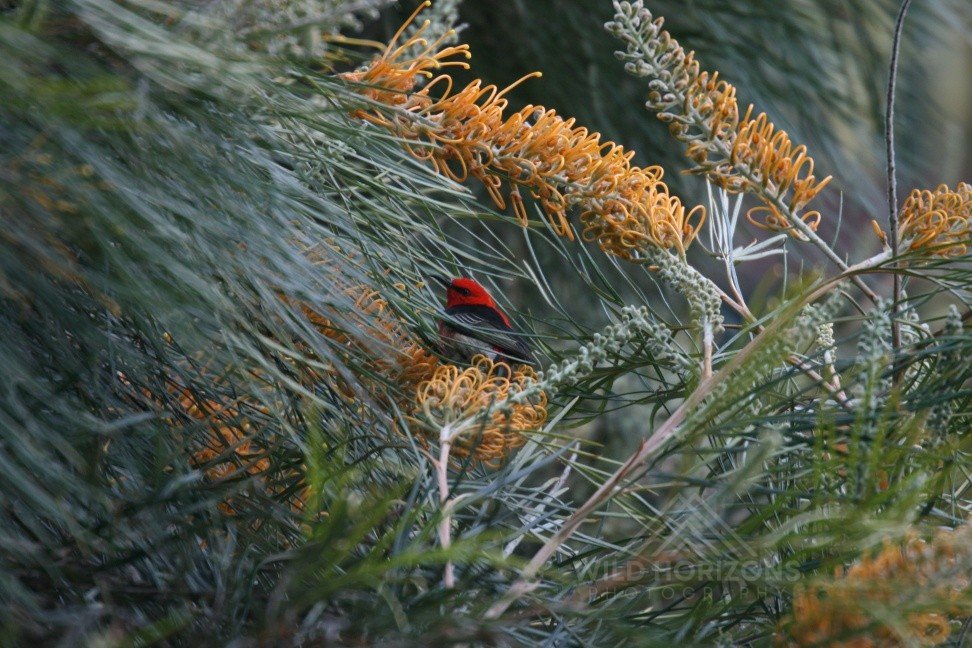Male scarlet honeyeater perched on flowering grevillea branch. Timber Creek, Northern Territory, Australia.