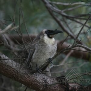Noisy friarbird perched on a tree branch in open woodland. Katherine, NT, Australia.
