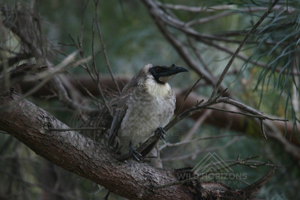 Noisy friarbird perched on a tree branch in open woodland. Katherine, NT, Australia.