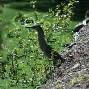Striated heron standing at the edge of a green freshwater lagoon. Cooktown, QLD, Australia.
